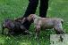 Welpen  24.05.2025 51